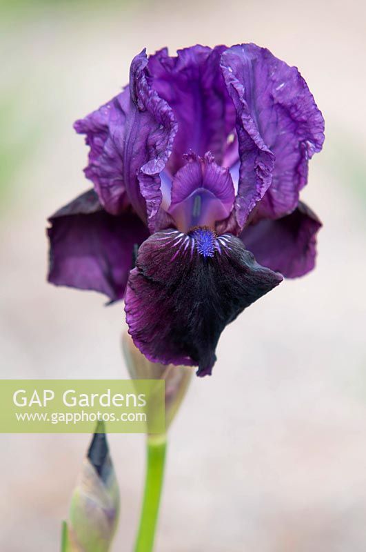 Iris 'Piona' - Intermediate Bearded iris.

