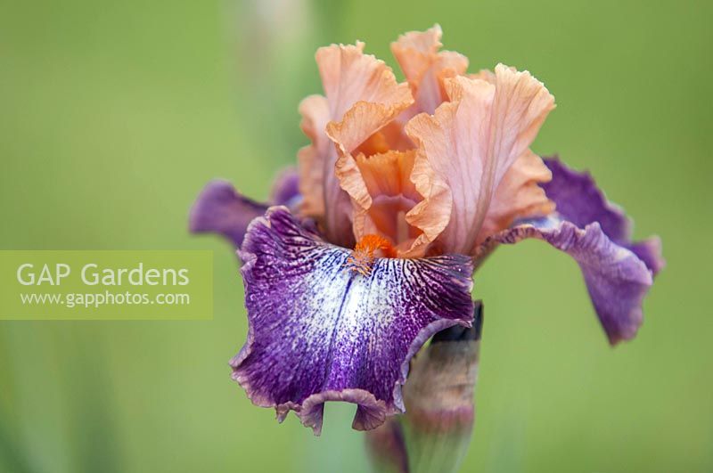 Iris 'Flying Circus' - Intermediate Bearded iris.

