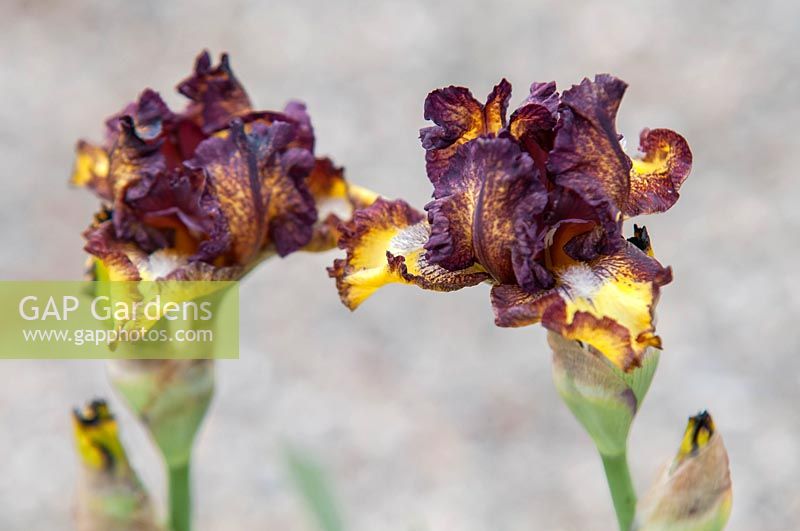 Iris 'Non Toccarmi' - Intermediate Bearded iris.

