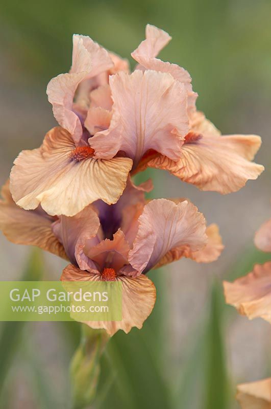 Iris 'Anagram' - Intermediate Bearded iris.