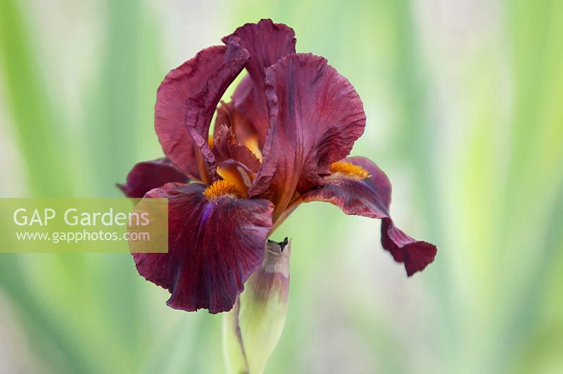 Iris 'Red Zinger' - Intermediate Bearded iris.

