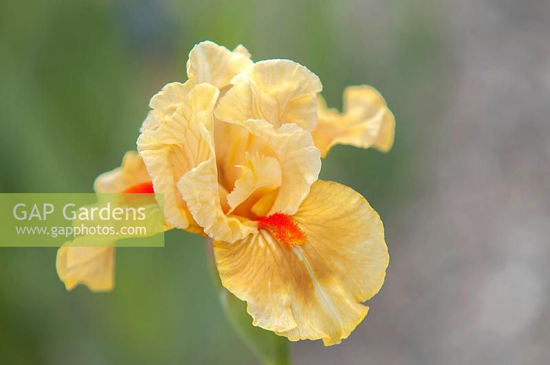 Iris 'Fruit Cocktail' - Intermediate Bearded iris.

