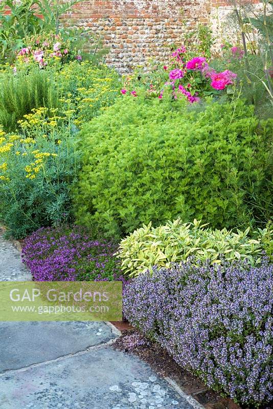 Herb bed - Thymes, Salvia officinalis 'Icterina', Ruta graveolens and Artemisia abrotanum