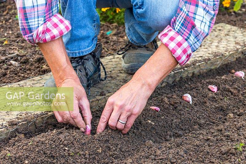 Woman planting the garlic cloves in mounded row