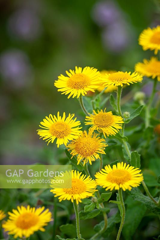 Pulicaria dysenterica - Common fleabane