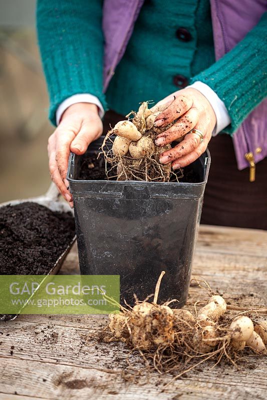 Starting a dahlia tuber back into life in early spring by potting up into a plastic pot filled with fresh compost and placing in a light and warm place. 