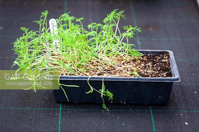 Etiolated cosmos seedlings in a tray - seedlings look pale and drawn out due to a lack of light. 