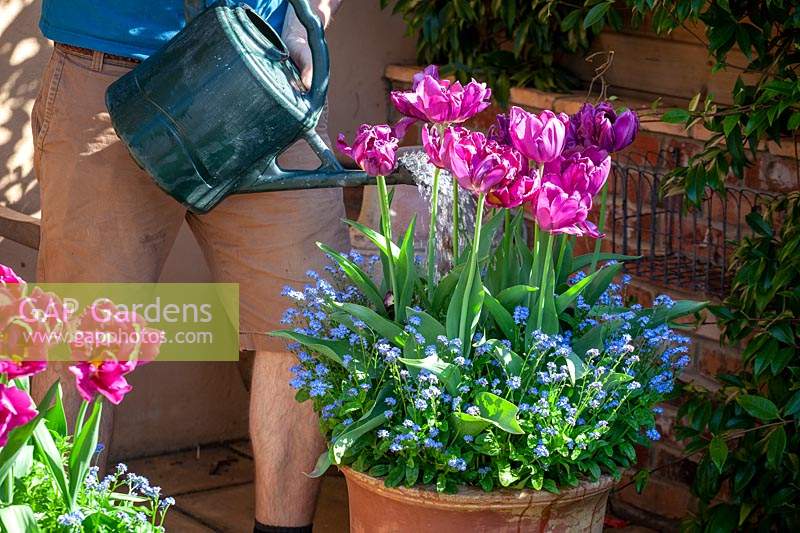 Feeding container grown tulips with liquid feed using a watering can. 