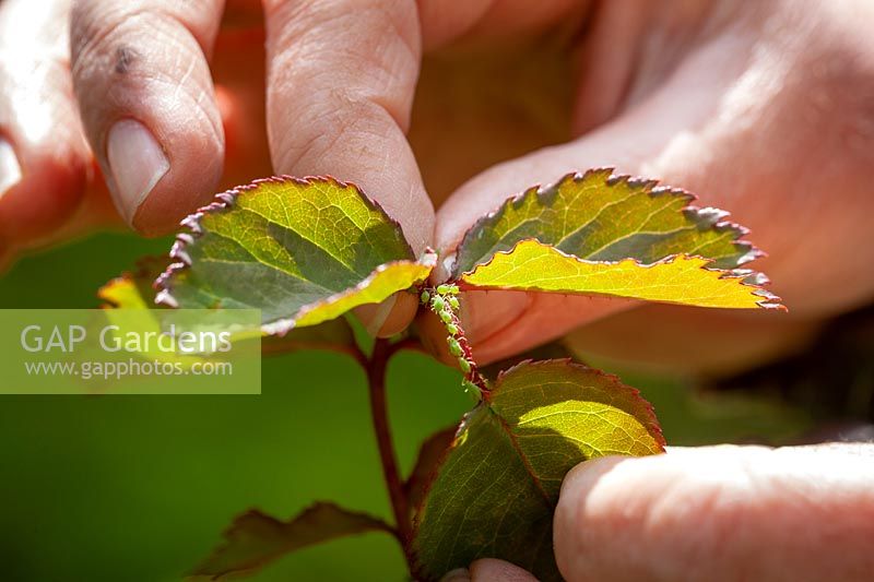 Controlling greenfly on roses by squashing them with fingers. 