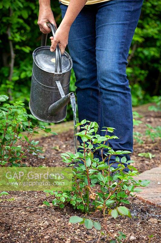 Keeping newly planted young rose plants watered during dry spells