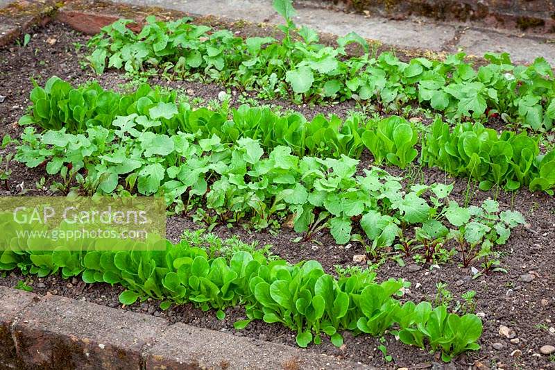 Lines of salad leaf seedlings in the vegetable garden. Beetroot 'Solist', Carrot Amsterdam Forcing Sprint, Lettuce 'Little Gem', Spring Onion 'Long White Ishikura' and Radish 'Cherry Belle'