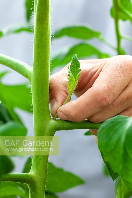 Taking out sideshoots of tomatoes to encourage bushier habit and a greater crop yield