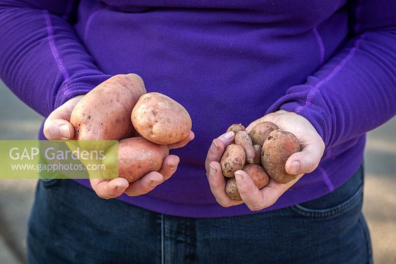 Showing the difference between good and bad potatoes. 