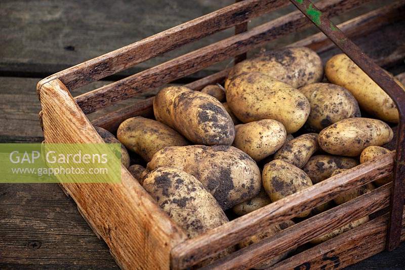 Harvested second maincrop potatoes in a wooden trug - Solanum tuberosum - Jersey Royal syn. 'International Kidney'