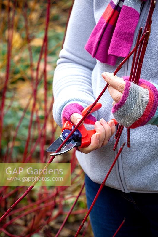 Gathering material for  hardwood cuttings from Cornus sanguinea - dogwood - in winter