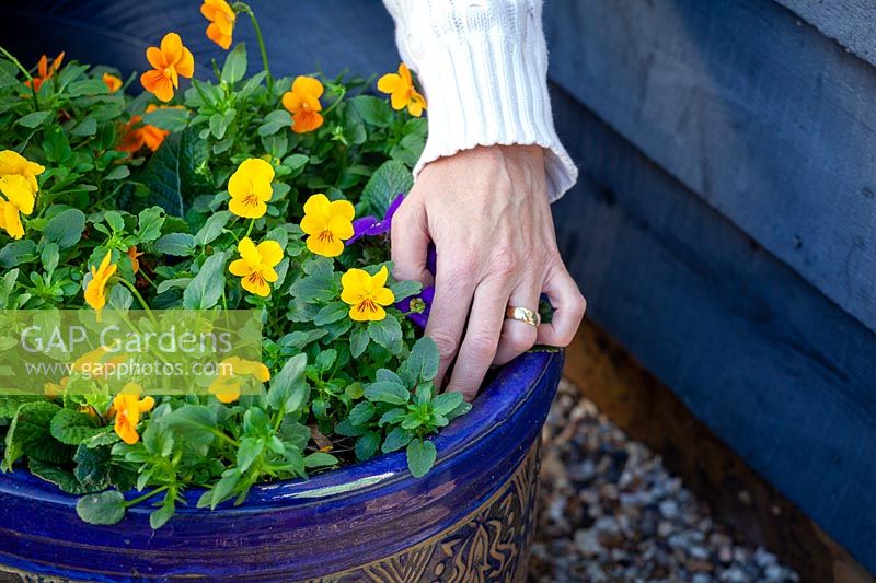 Checking with fingers whether an outdoor pot of violas needs watering during winter