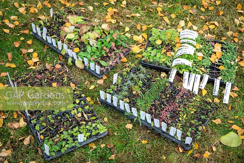 Converting a lawn into a meadow. Trays of mail order wildflower plug plants ready to be planted out into the grass in autumn.