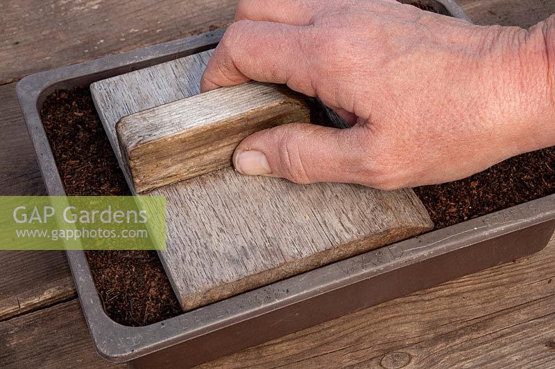 Compacting soil using a hand tamper for sowing of seeds 