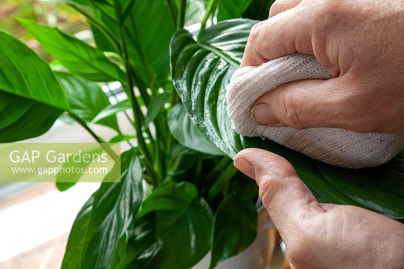 Spathyphyllum wallisii - Peace Lily - wiping off leaves