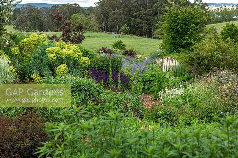 View across large herbaceous bed with a view to the surrounding countryside, planting a mixture of foliage and flowering plants, perennials such as Euphorbia - Spurge, plus annuals Lupinus - Lupin