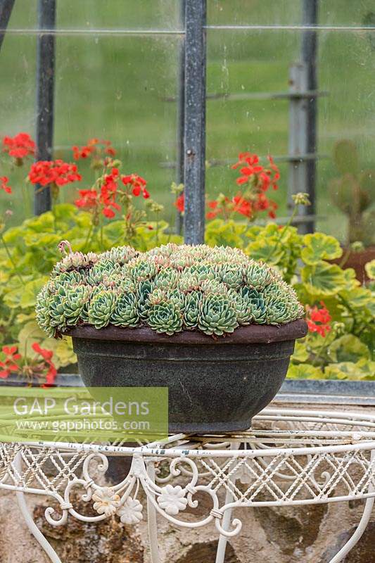 An earthenware pot on a wirework metal table with an Echeveria that has fleshy blue, green leaves, in front of a glasshouse containing variegated Pelargonium 