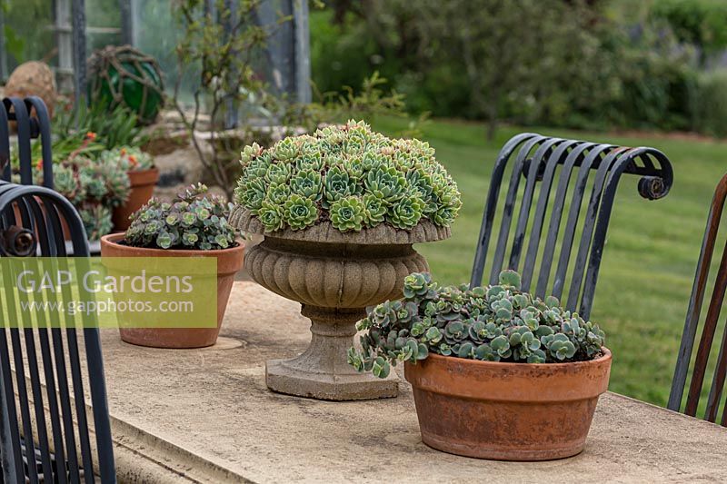 Three pots on a cast concrete table two of the pots hav a low growing Sedum the larger urn style pot is planted with Echeveria derenbergii