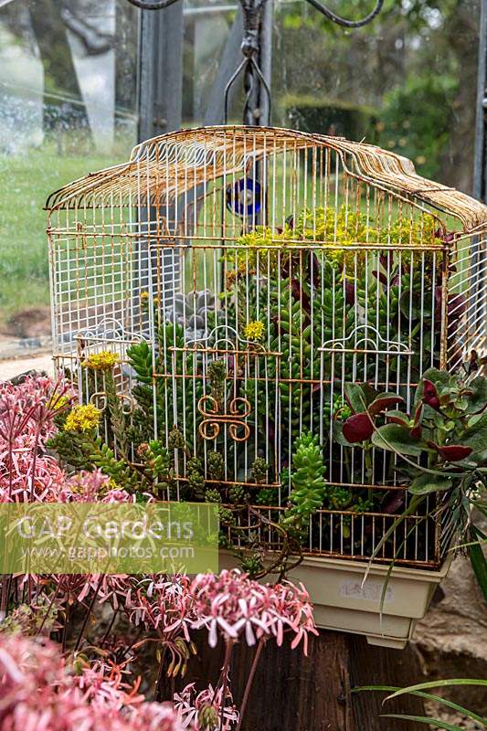 A shabby chic upcycled birdcage in a glasshouse planted out with flowering Sedum rubrotinctum 'Jelly Beans'