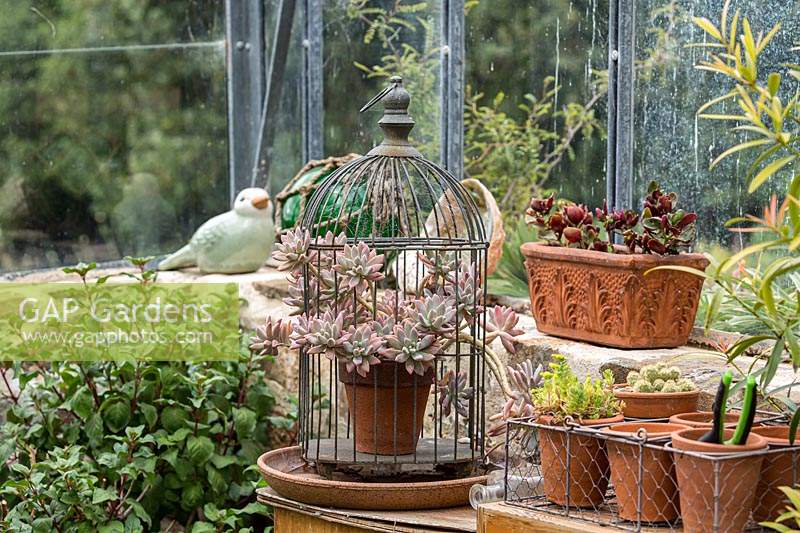  A display of small terracotta pots in a vintage wire basket on a shelf in a glasshouse, featuring an retro wire birdcage with a Graptopetalum pararguyanesis - Ghost Plant - with pink blushed leaves.