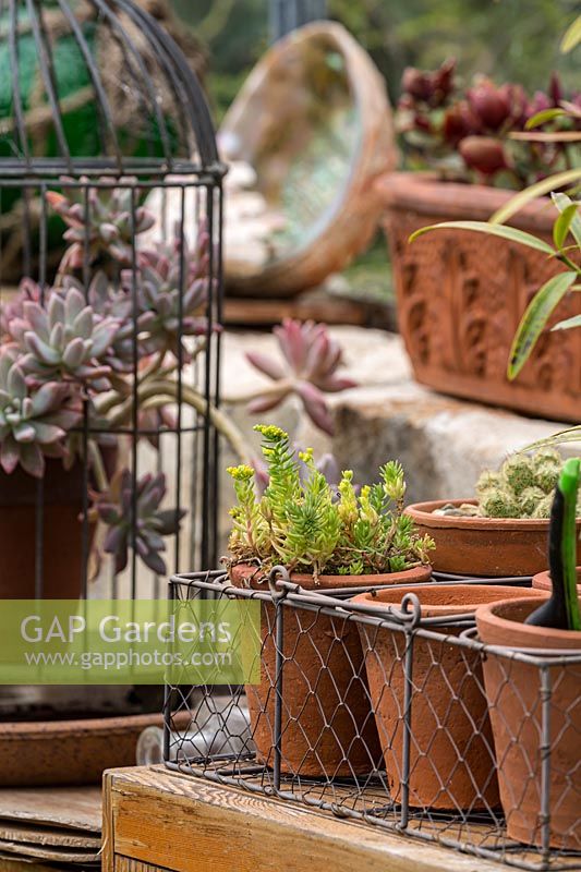  A display of small terracotta pots in a vintage wire basket on a shelf in a glasshouse, featuring a Sedum acre 'Gold Mound'.