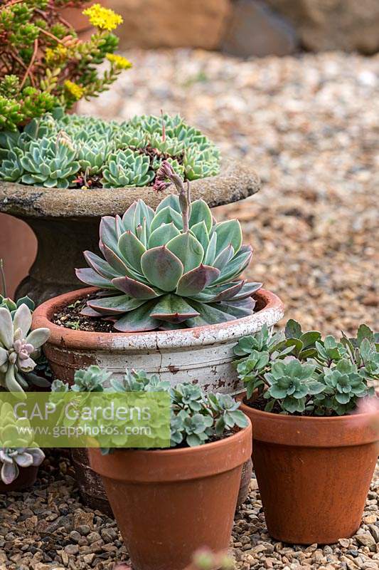 A group of terracotta pots planted with succulents, sitting on gravel