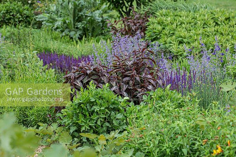 Detail of an herbaceous perennial bed, with a purple, green and burgundy colour scheme, plants: Periscaria, Salvia x superba and Nepeta