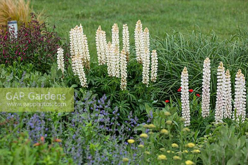 A drift planting of white Lupinus polyphyllus - Lupin - in an herbaceous perennial bed