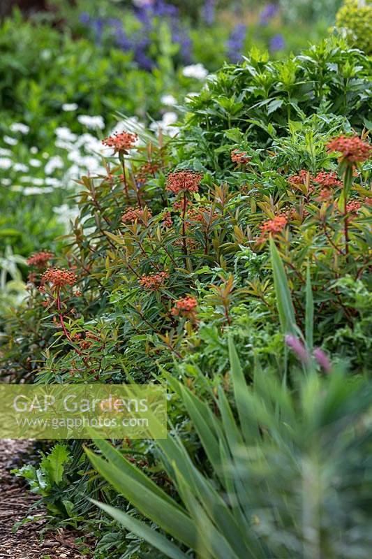 Euphorbia griffithii - Griffith's Spurge, with orange bracts growing in an herbaceous perennial bed