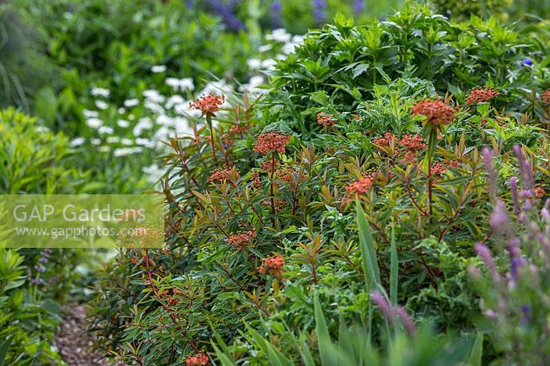 Euphorbia griffithii - Griffith's Spurge, with orange bracts growing in an herbaceous perennial bed