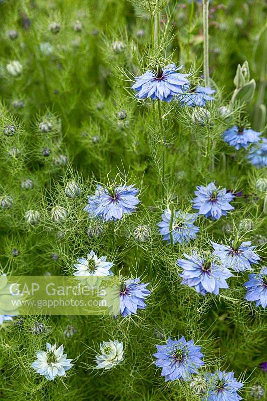 Detail of a Nigella damascene - Love-in-a-mist, with blue flowers and fine ferny foliage.