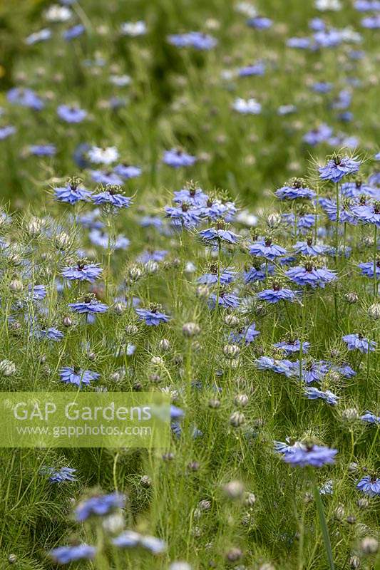 Nigella damascene - Love-in-a-mist - with soft feathery foliage and blue flowers