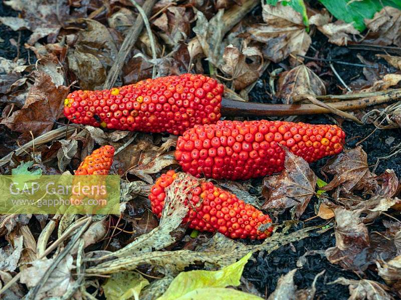 Arisaema tortuosum - Whipcord cobra lily
