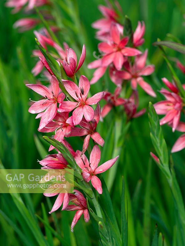 Schizostylis coccinea 'Fenland Daybreak' in Norfolk.