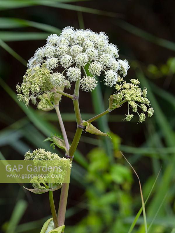 Wild Angelica Angelica sylvestris 