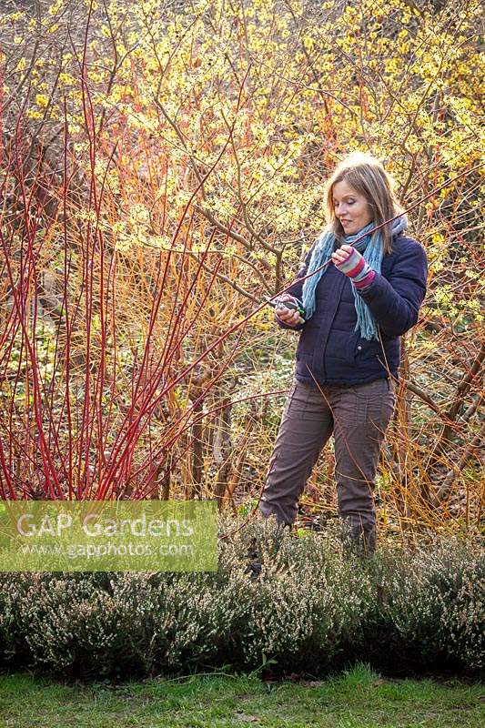 Taking hardwood cuttings from Cornus sanguinea - dogwood - in January. Gathering suitable material. 