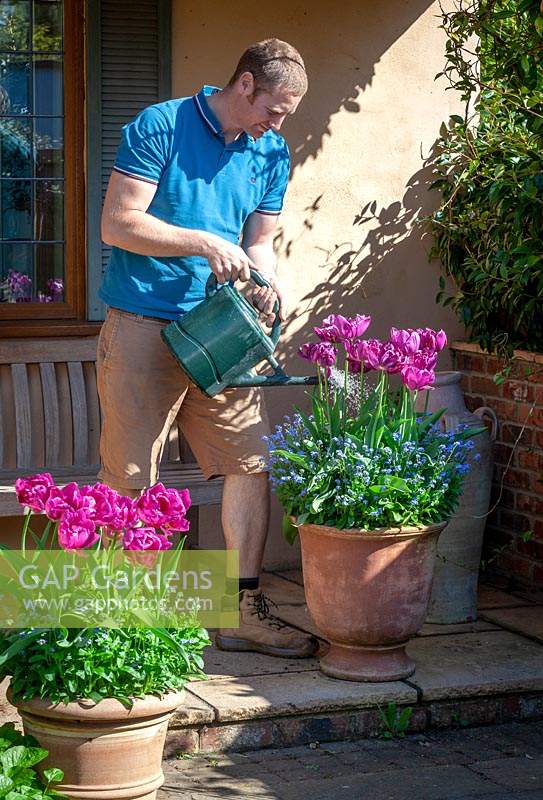 Feeding container grown tulips with liquid feed using a watering can. 