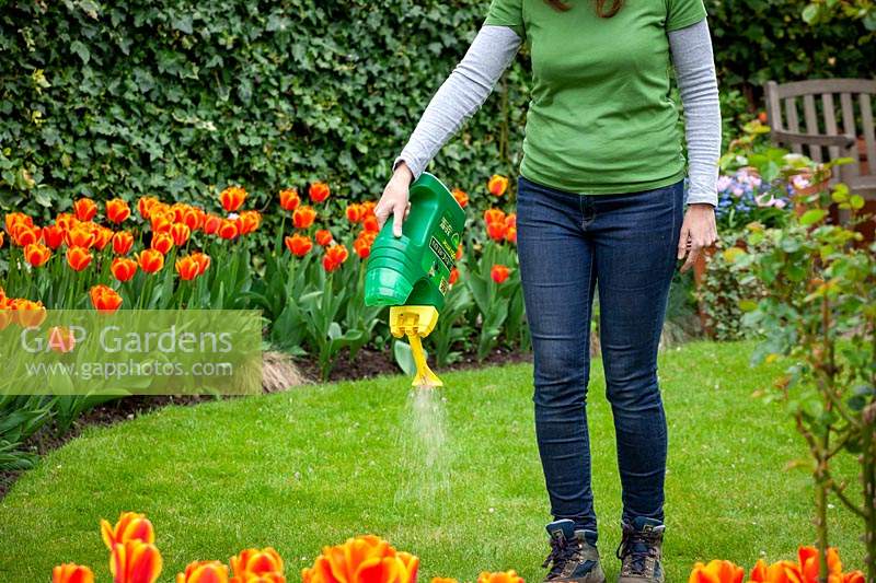 Applying a granular lawn feeder. 