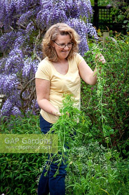 Removing goosegrass from a border. Sticky willy, Catchweed, Cleavers. Galium aparine. 