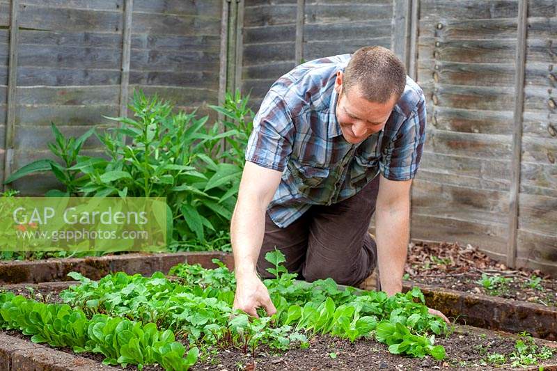 Thinning out lines of young salad seedlings including Lettuce 'Little Gem' - Lactuca sativa 'Little Gem' AGM. 