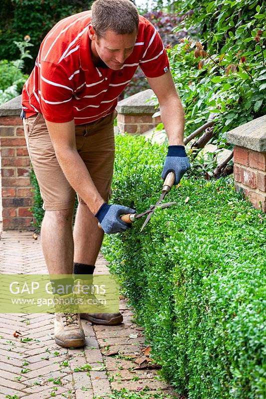 Trimming a box hedge - Buxus sempervirens - with hand shears