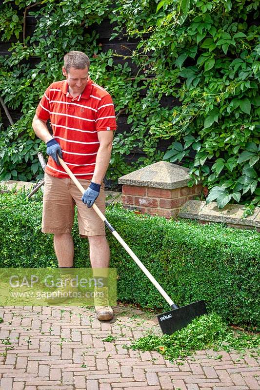 Trimming a box hedge - Buxus sempervirens. Using a shovel to gather up the clippings