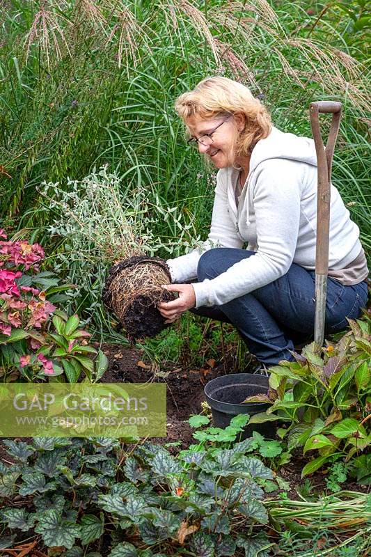 Planting Buddleja x alternifolia Unique syn. 'Pmoore12' in a gap in a border, teasing out the roots