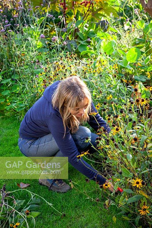 Cutting back Rudbeckia after they have finished flowering