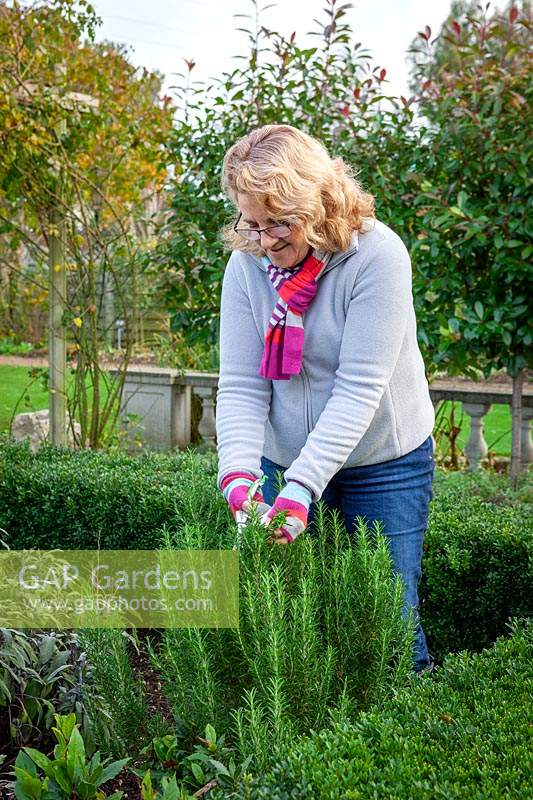 Picking sprigs of Rosmarinus officinalis syn. Salvia Rosmarinus - Rosemary