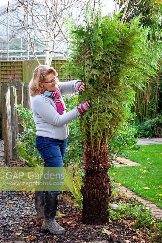 Protecting a tree fern for overwintering. Covering the crown with straw or hay then wrapping up the fronds